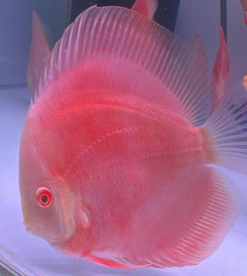 Albino white face full body red